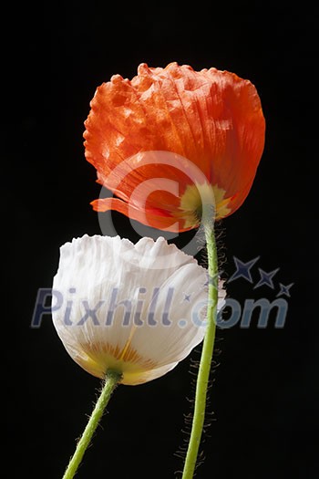 Two red and white poppies on black background
