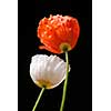 Two red and white poppies on black background