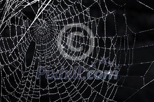 Closeup of spider web with dew against black background
