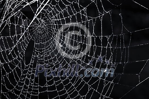 Closeup of spider web with dew against black background Closeup of spider web with dew against black background