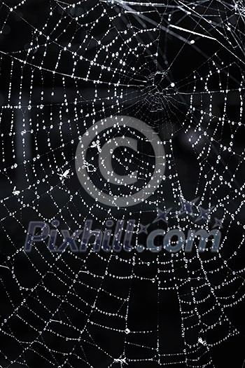 Closeup of spider web with dew against black background