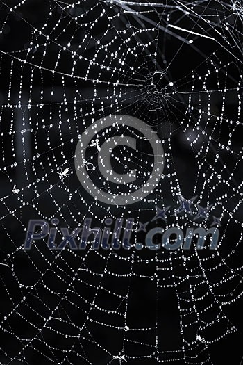 Closeup of spider web with dew against black background Closeup of spider web with dew against black background