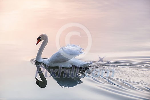 White swan swimming on lake water surface reflecting pink sunset.