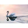 White swan swimming on lake water surface reflecting pink sunset.