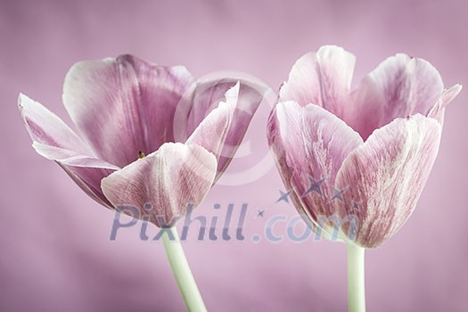Two tulip flowers on pink background close up Two tulip flowers on pink background close up