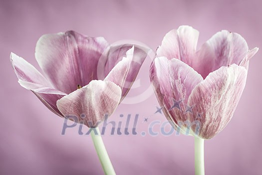 Two tulip flowers on pink background close up