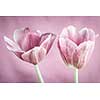 Two tulip flowers on pink background close up