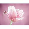 One tulip flower on pink background close up