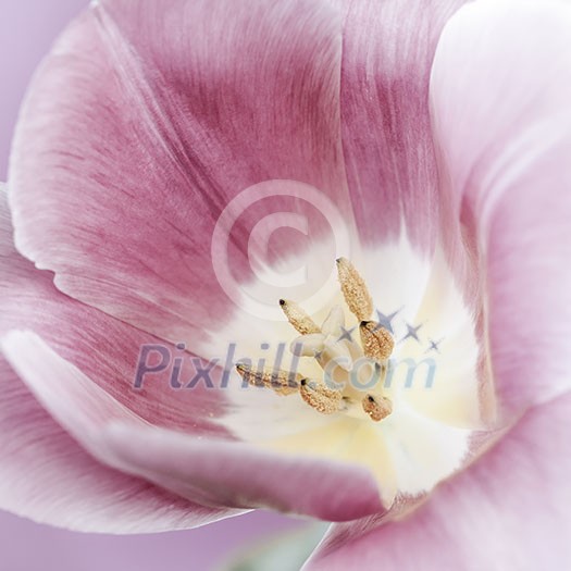 Macro closeup of pink tulip flower with pistil and stamens, square format Macro closeup of pink tulip flower with pistil and stamens, square format