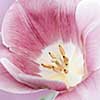 Macro closeup of pink tulip flower with pistil and stamens, square format