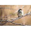 House Sparrow (Passer domesticus)