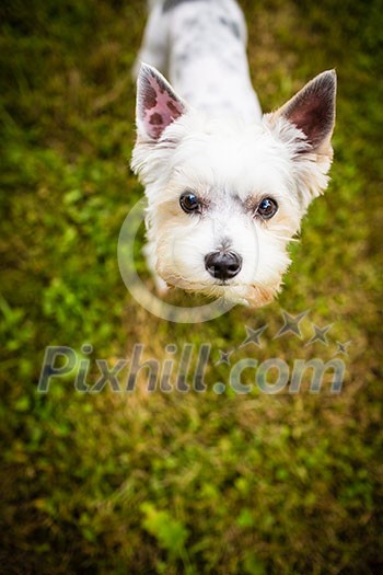 Cute little dog doing agility drill - running slalom, being obediend and making his master proud and happy