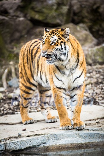 Indian Tiger Indian Tiger