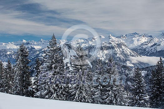 Splendid winter alpine scenery with high mountains and trees covered with snow