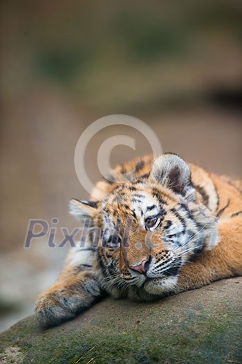 Cute tiger cub resting lazily Cute tiger cub resting lazily