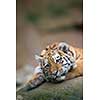 Cute tiger cub resting lazily