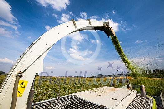 Modern combine harvester unloading green corn into the trucks