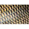 Carp fish scales grunge texture back ground