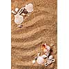 background of various shells on sand. Top view