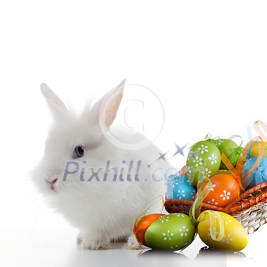 Rabbit and color easter eggs in basket isolated on white