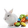 Rabbit and color easter eggs in basket isolated on white