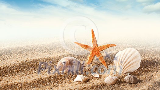 Sea shells on the sand against blue sky. Header for website