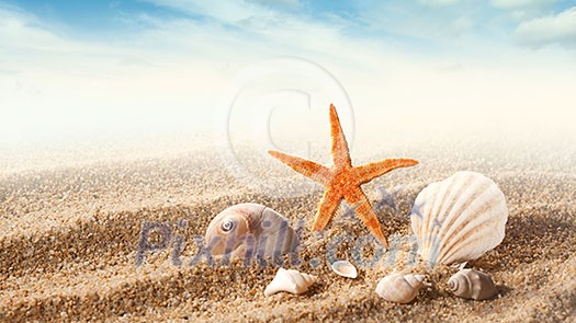 Sea shells on the sand against blue sky. Header for website Sea shells on the sand against blue sky. Header for website