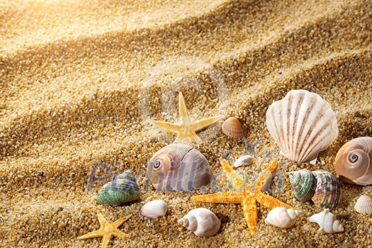 Sea shells on the sand Sea shells on the sand