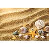 Sea shells on the sand