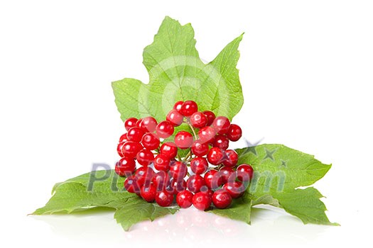 Berries of red Viburnum with leaves isolated on white