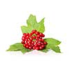 Berries of red Viburnum with leaves isolated on white