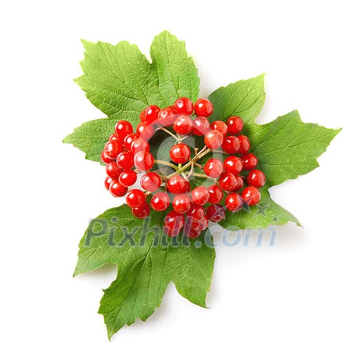 Berries of red Viburnum with leaves isolated on white