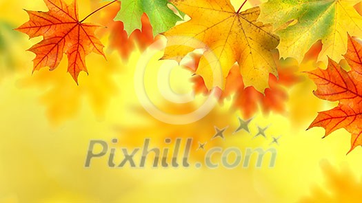 background with autumn leaves. Header for website