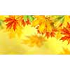background with autumn leaves. Header for website