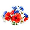 Bouquet of wildflowers - poppies, daisies, cornflowers - on white background, studio shot.