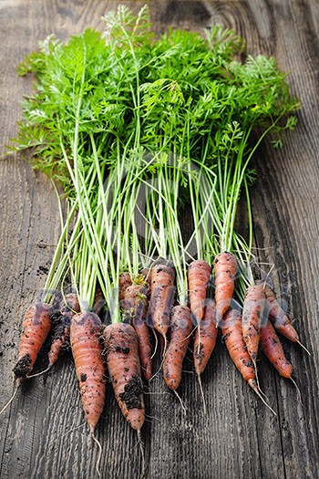 Bunch of orange carrots fresh from garden with dirt on old rustic wood background