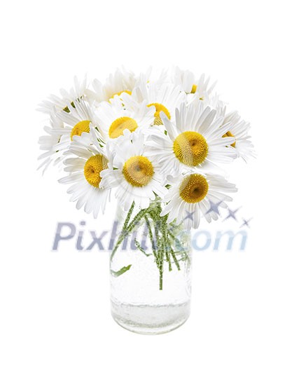 Wildflower bouquet of oxeye daisies isolated on white background
