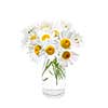 Wildflower bouquet of oxeye daisies isolated on white background