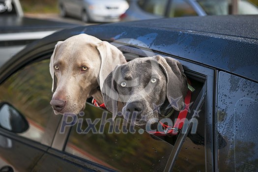 Two weimaraner dogs looking out of car window in parking lot
