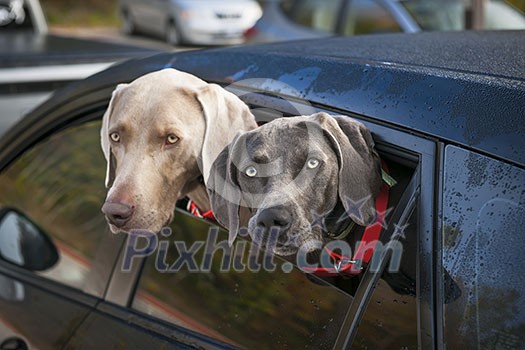 Two weimaraner dogs looking out of car window in parking lot Two weimaraner dogs looking out of car window in parking lot
