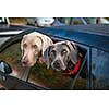 Two weimaraner dogs looking out of car window in parking lot