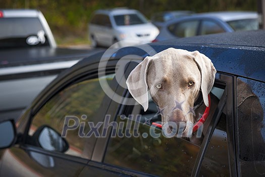 One weimaraner dog looking out of car window in parking lot One weimaraner dog looking out of car window in parking lot
