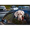 One weimaraner dog looking out of car window in parking lot