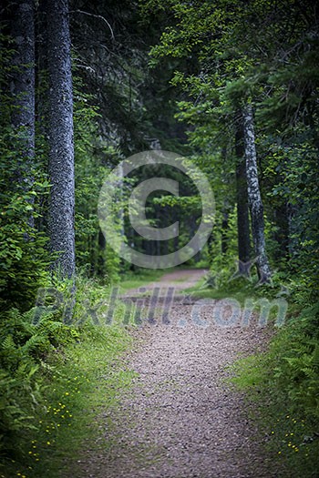 Path winding through dark moody forest with tall old trees