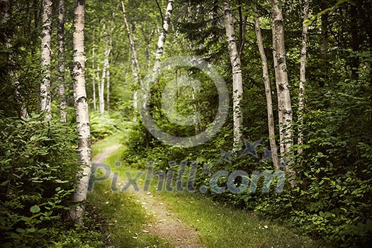 Hiking trail in lush green summer forest with white birch trees