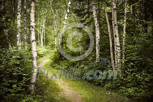 Hiking trail in lush green summer forest with white birch trees Hiking trail in lush green summer forest with white birch trees