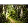 Hiking trail in lush green summer forest with white birch trees