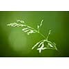 Macro closeup of flowering grass - natural details