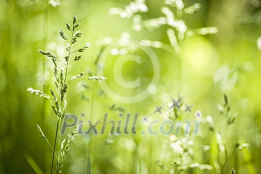 Summer flowering grass and green plants in June sunshine with copy space Summer flowering grass and green plants in June sunshine with copy space