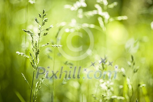 Summer flowering grass and green plants in June sunshine with copy space